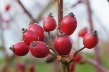Hagebutte im Herbst.