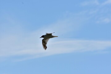 seagull flying in the sky over the lake near the forest. Laridae wild bird living in freedom