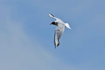seagull flying in the sky over the lake near the forest. Laridae wild bird living in freedom