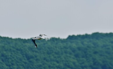 seagull flying in the sky over the lake near the forest. Laridae wild bird living in freedom