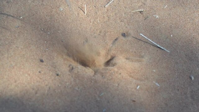 Egyptian Grasshopper (Anacridium aegyptium) jumping off the sand in the sunshine sand in the United Arab Emirates	