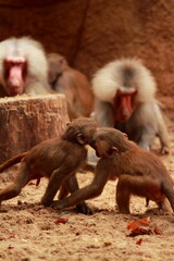 Baboon family grooming in the park