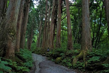 Fototapeta premium Sunlight Shining Through a Forest and cedar trees on a country dirt road, 杉の木 信州 戸隠村 