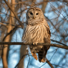 Close up front view of barred owl in forest looking at photographer
