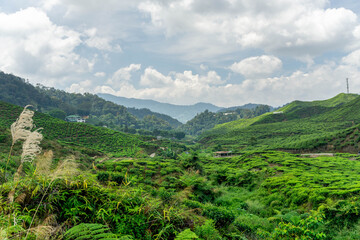 Naklejka na ściany i meble Overview of the Cameron Highlands tea plantations in Malaysia. This beautiful hills are covered by green tea plantations. It is one of the main tourist attractions in Malaysia.