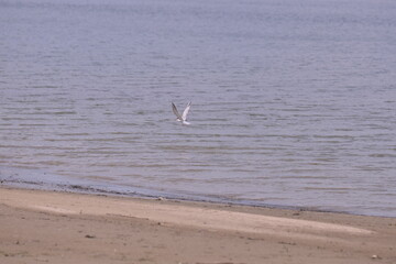 seagull flying in the sky over the lake near the forest. Laridae wild bird living in freedom