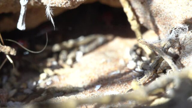 Sahara Desert Ants (Cataglyphis nodus) macro ant hill busy working in Ras al Khaimah, United Arab Emirates.