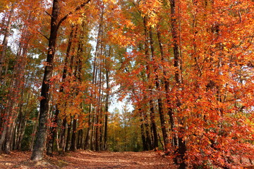 針木浄水場　オレンジ色に色づく　紅葉　（高知県　高知市）