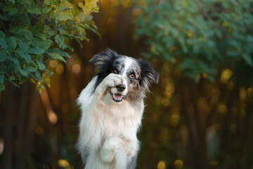 happy dog. Obedient border collie in the park at summer
