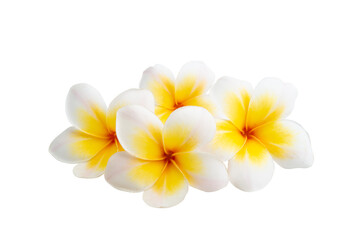 Plumeria flowers isolated