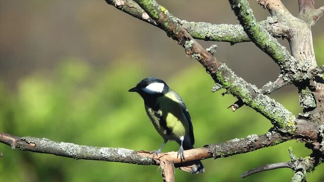 Bird - Tit (Parus major) flies to a branch. Slow motion
