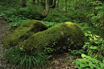 Stone covered by green moss and sunlight Shining Through a Forest and cedar trees on a country dirt road - 杉の木 苔むす石 信州 戸隠村