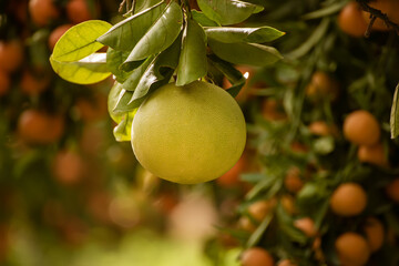 Pomelo fruit in garden
