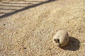 籾殻の上に置かれた芽が出てきたジャガイモ
