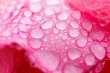 Gotas de agua sobre rosa
