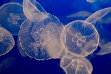jellyfish in water