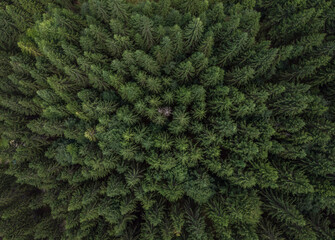 pine forest seen from the drone