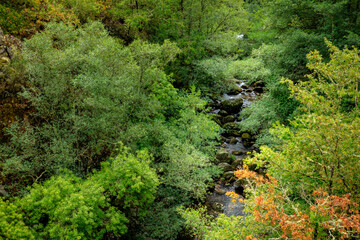 Fototapeta premium Valle frondoso con río en el fondo