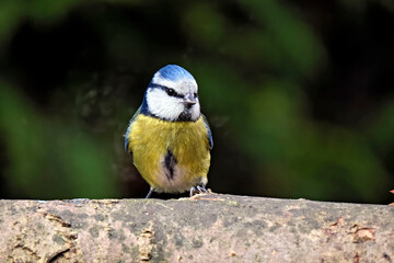 Blaumeise ( Cyanistes caeruleus ).