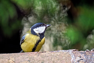 Kohlmeise ( Parus major ).