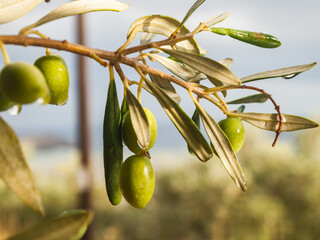 Fototapeta Oliwki, drzewo oliwkowe obraz