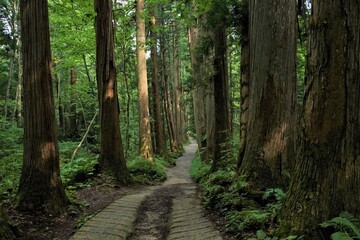 Sunlight Shining Through a Forest and cedar trees on a country dirt road in Nagano, Japan - 日本 信州 長野 戸隠村 杉の木 