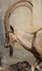Ibex Hingol National Park Balochistan 