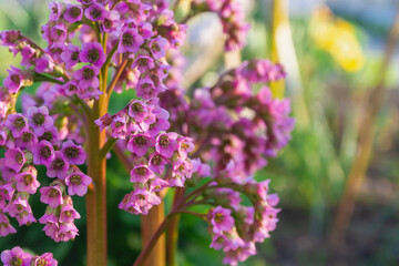 Obraz premium purple flowers in inflorescences. Background. Flowering in the garden.