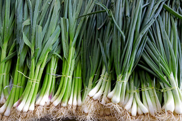 Fresh garlic and spring onions