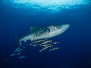 Juvenile whale shark with cobias (Koh Bon, Similan, Thailand)