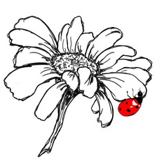 hand drawn flower 
a black and white Daisy chamomile with a red ladybug sitting on it