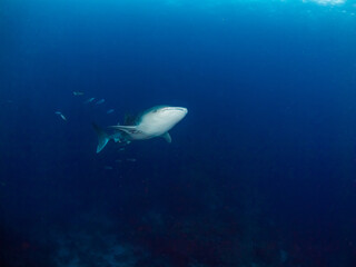 Juvenile whale shark with cobias (Koh Bon, Similan, Thailand)