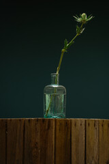 Single stem of Eryngium on a teal background in a vintage glass bottle on a vintage apple crate