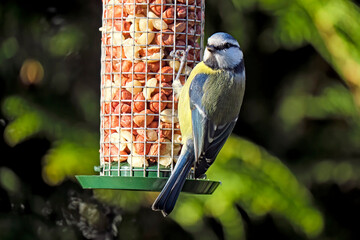 Blaumeise ( Cyanistes caeruleus ).