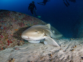 Zebra shark in a sandy bottom (Similan, Thailand)