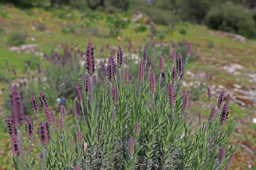 Fototapeta premium Blackhead grass (Lavandula stoechas)