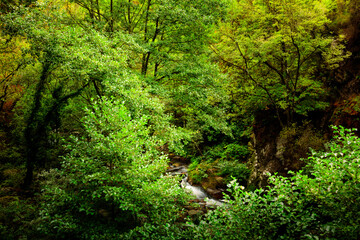 Fototapeta na wymiar Valle frondoso con río en el fondo