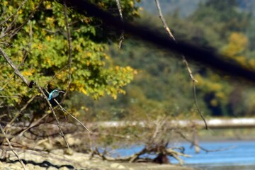 Obraz na płótnie Canvas kingfisher sitting on a branch near the lake. waiting for hunt Alcedinidae colourfully wild bird