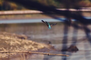 kingfisher sitting on a branch near the lake. waiting for hunt Alcedinidae colourfully wild bird
