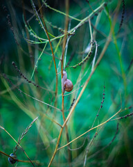 Snail on a branch © Kamil