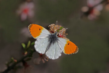 Turuncu Süslü / / Anthocharis cardamines