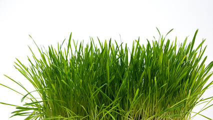 Young grass sprouts of micro greenery on a white background. No people