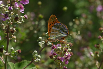 Fototapeta na wymiar Cengaver butterfly / Argynnis paphia