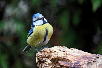 Blaumeise ( Cyanistes caeruleus ).