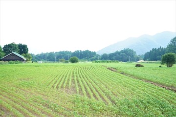 Fototapeta na wymiar 蕎麦の農園 長野県 上水内郡 日本 - Soba flower at Soba field garden agriculture in Nagano prefecture, Japan 