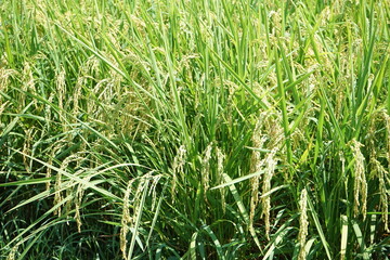 稲穂が実る水田 長野県 日本 - Golden yellow rice ear of rice growing in autumn paddy field, Nagano prefecture, Japan	
