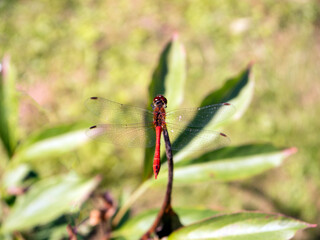 Red brown dragonfly insect with thin transparent wings on dry flower head with dry stem top view