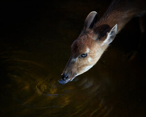 Una coneja de madera en un río