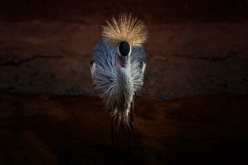 Una gr&uacute;a con una tapa frontal gris