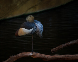 Una grulla gris con capucha durmiendo